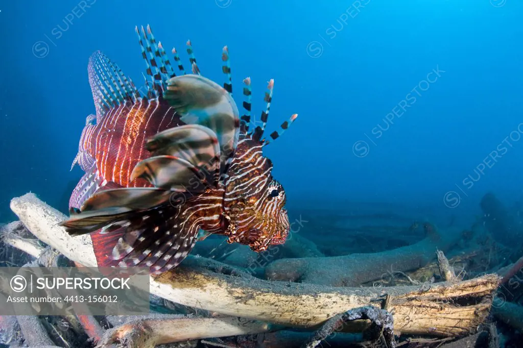 Red Lionfish over a trunk Reunion