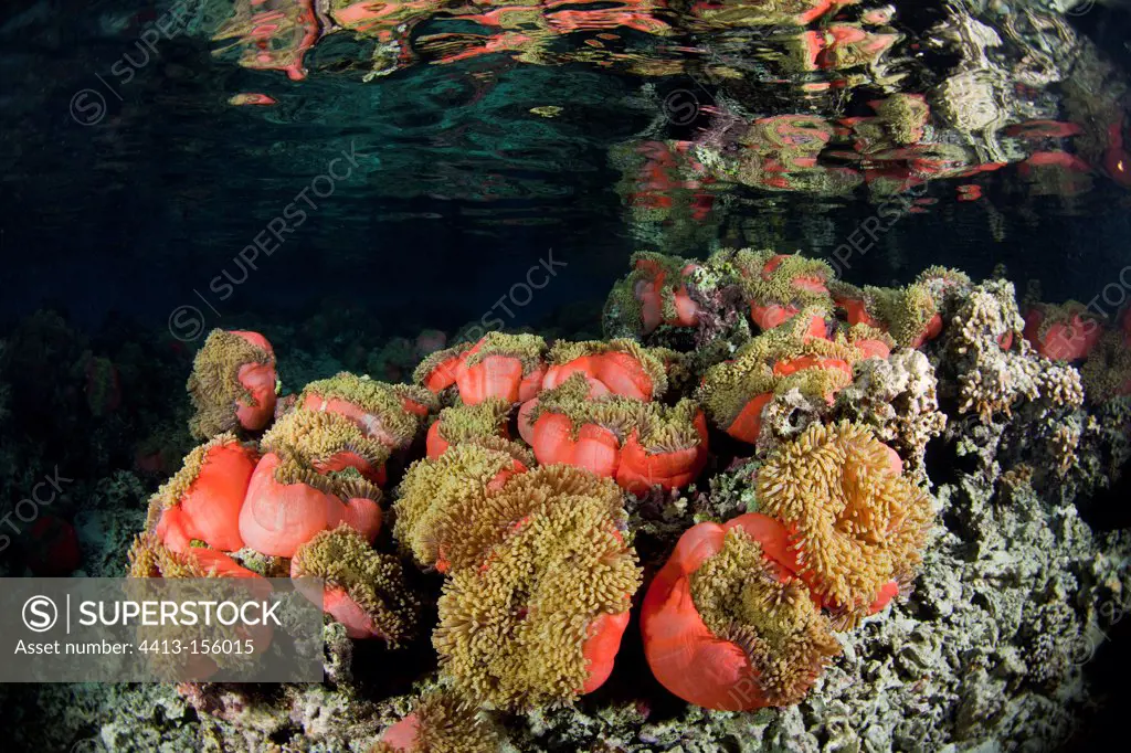 Magnificent Sea Anemone in a lagon Tahiti