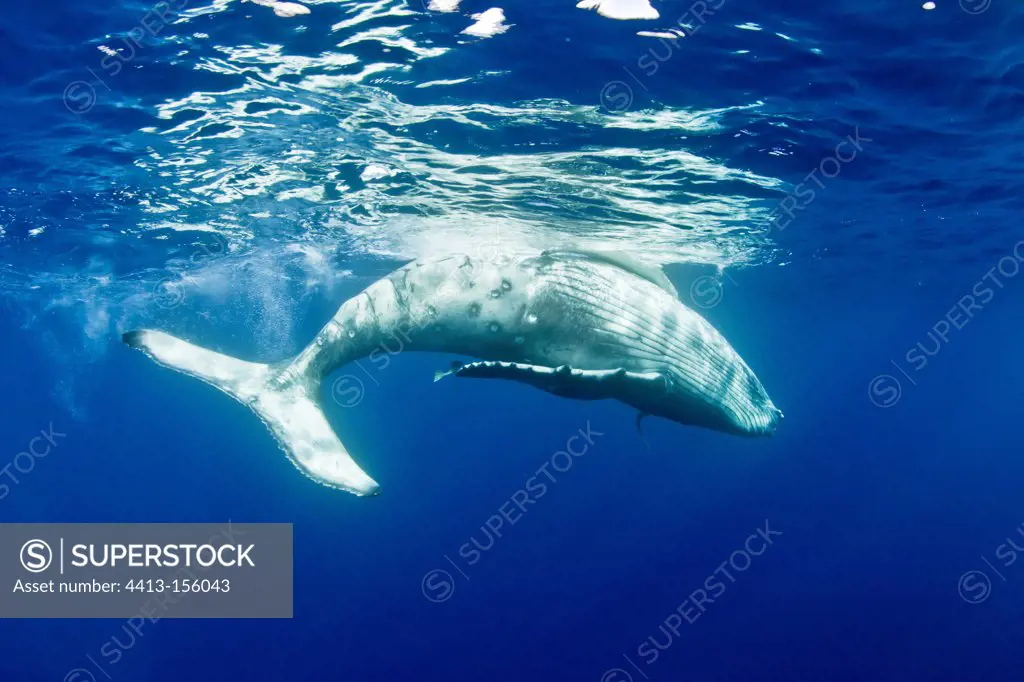 Young Humpback Whale Tahiti