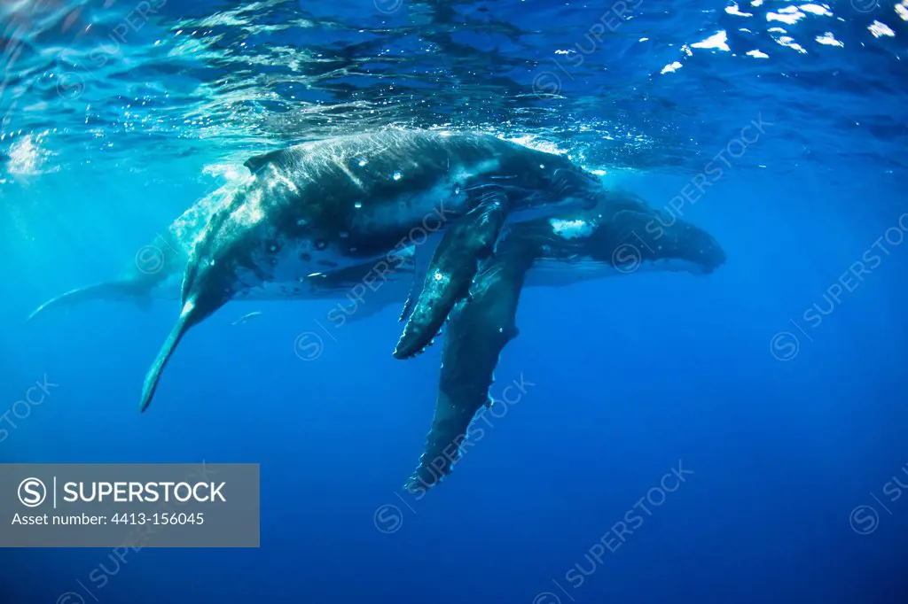 Young Humpback Whale and its mother on water surface Tahiti