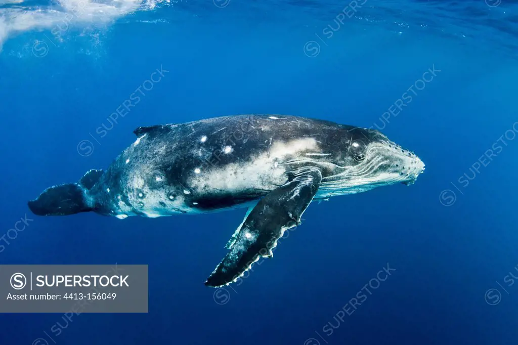 Young Humpback Whale swimming beneath water surface Tahiti