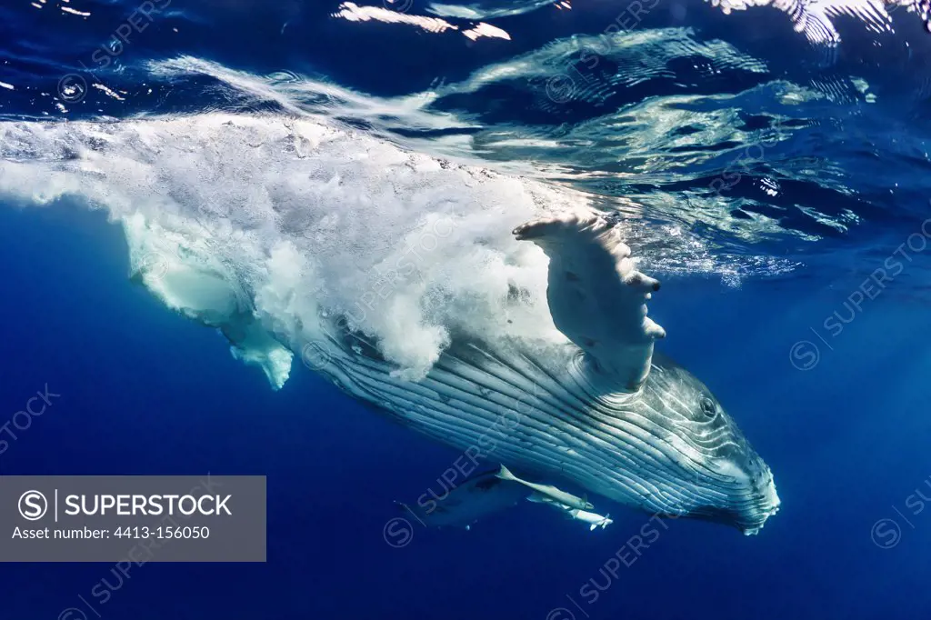 Playing humpback calf beneath water surface Tahiti