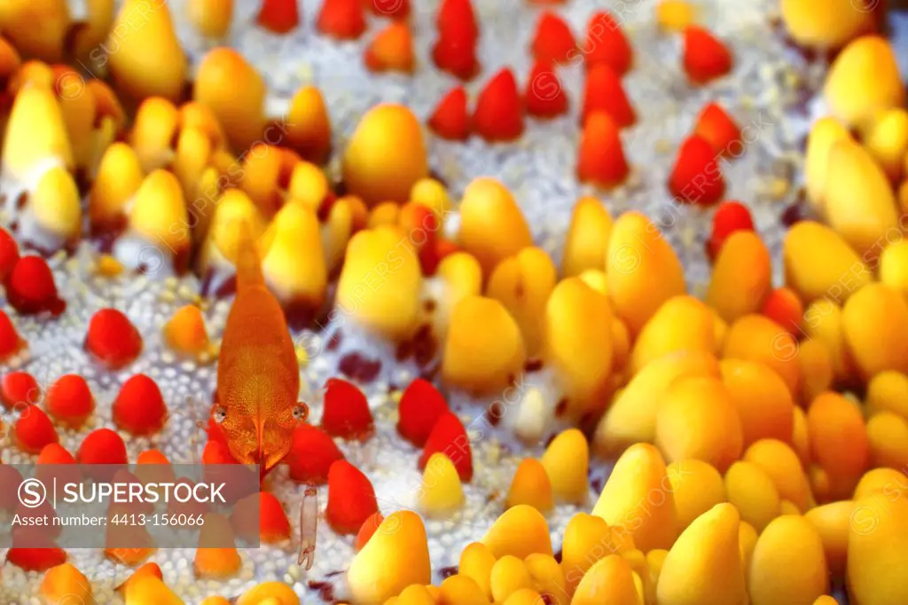 Commensal Shrimp on a Pincushion Sea Star Tahiti