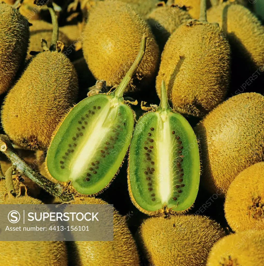 Kiwi fruits 'Tomuri'