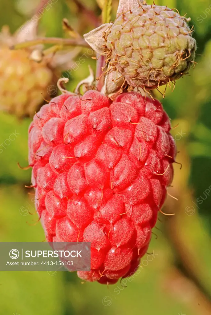 Raspberry 'Polona'