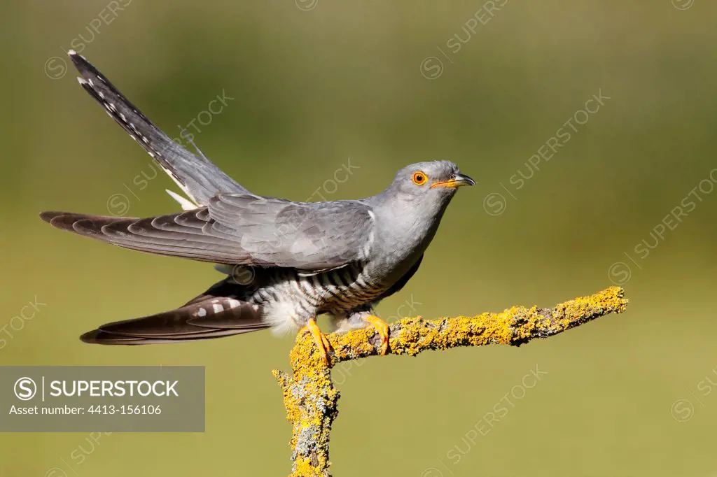 Cuckoo perched on a dead branch at spring England
