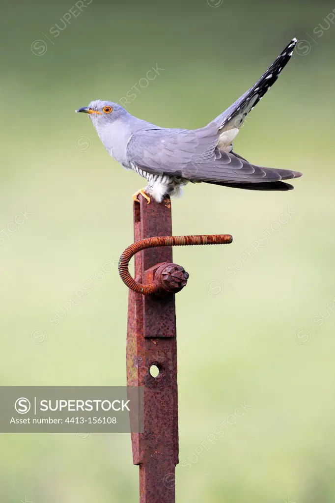 Cuckoo perched on a rusty piece of steel at spring England