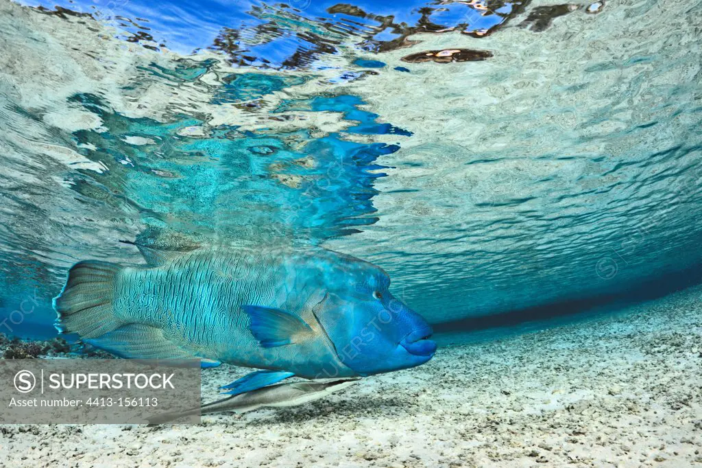Humphead Wrasse under water surface French Polynesia