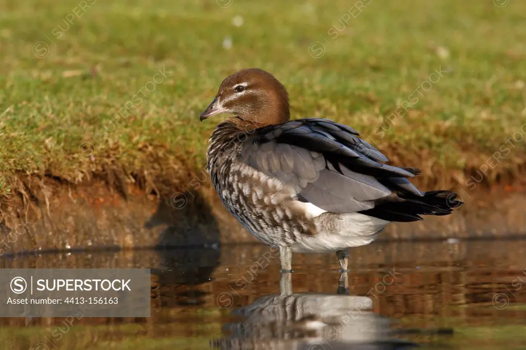 Female Australian wood duck standing in water
