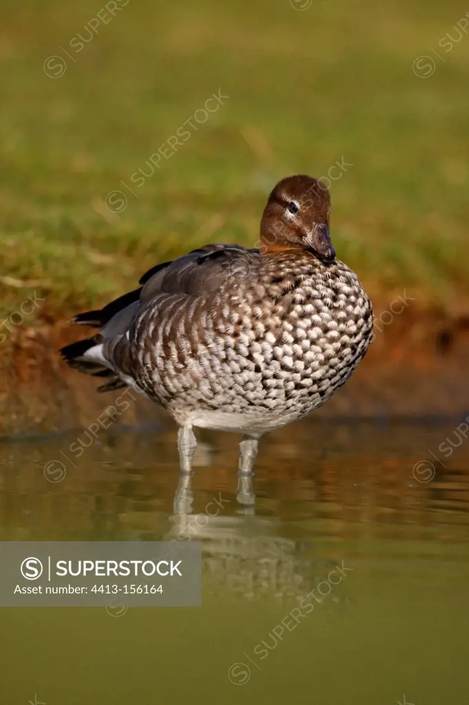 Female Australian wood duck standing in water