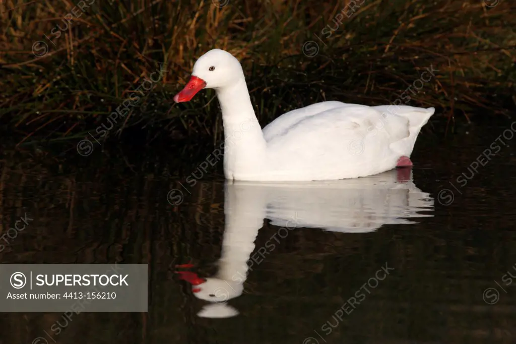 Coscoroba swan swimming on a pond