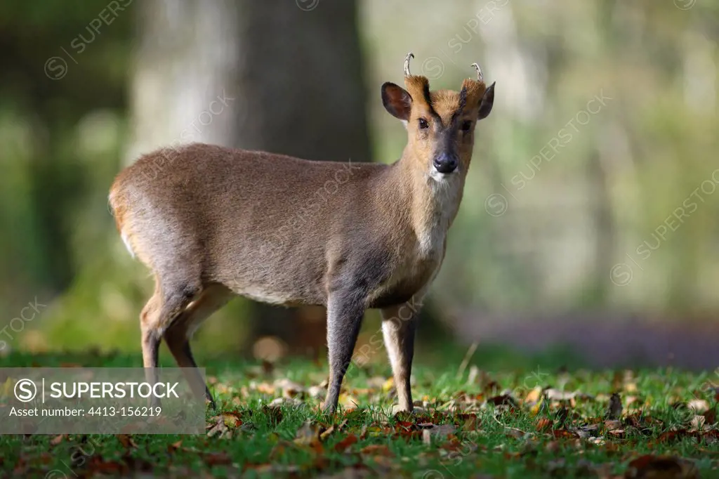 Chinese Muntjac male in grass Wales