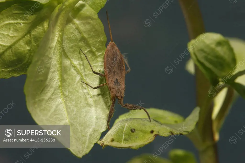 Water scorpion on a leaf in a pond Midlands