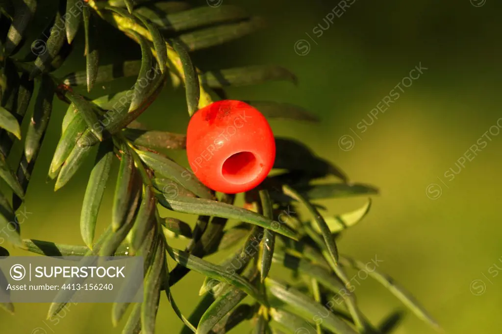 Berry of English yew Midlands