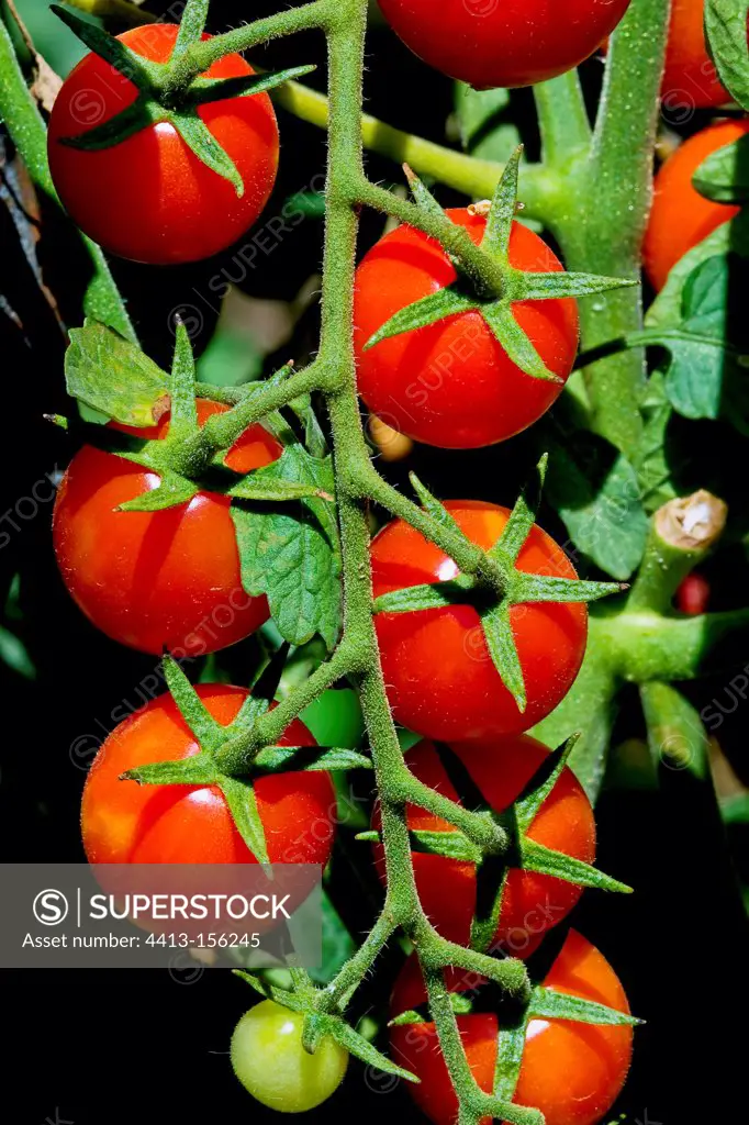 Cherry tomatoes Noguera Balaguer Spain