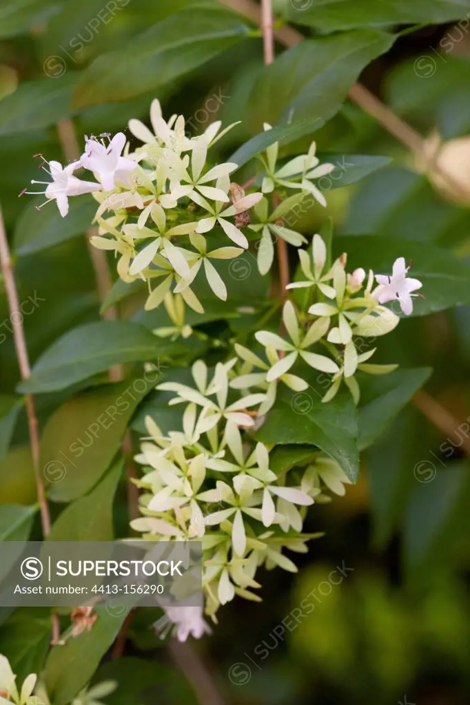 Chinese abelia in bloom in a garden