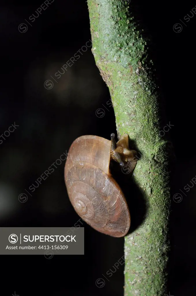 Snail on a tree trunk Khao Yai NP Thailand