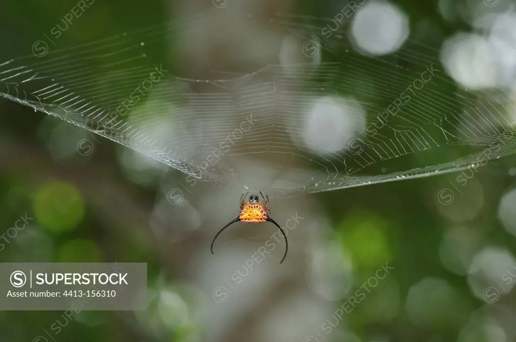 Spiny orb-web in the Khao Yai NP Thailand
