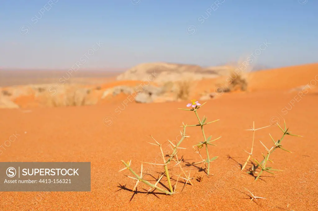Plant in the desert Oman