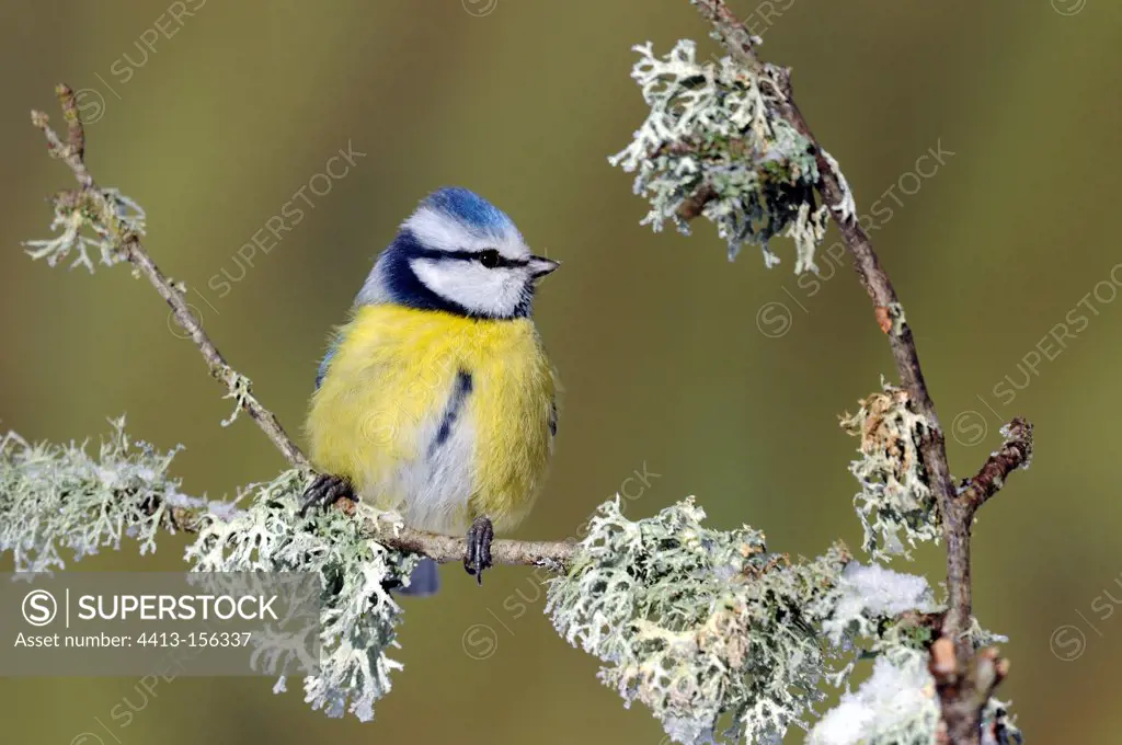 Blue Tit on a branch in winter