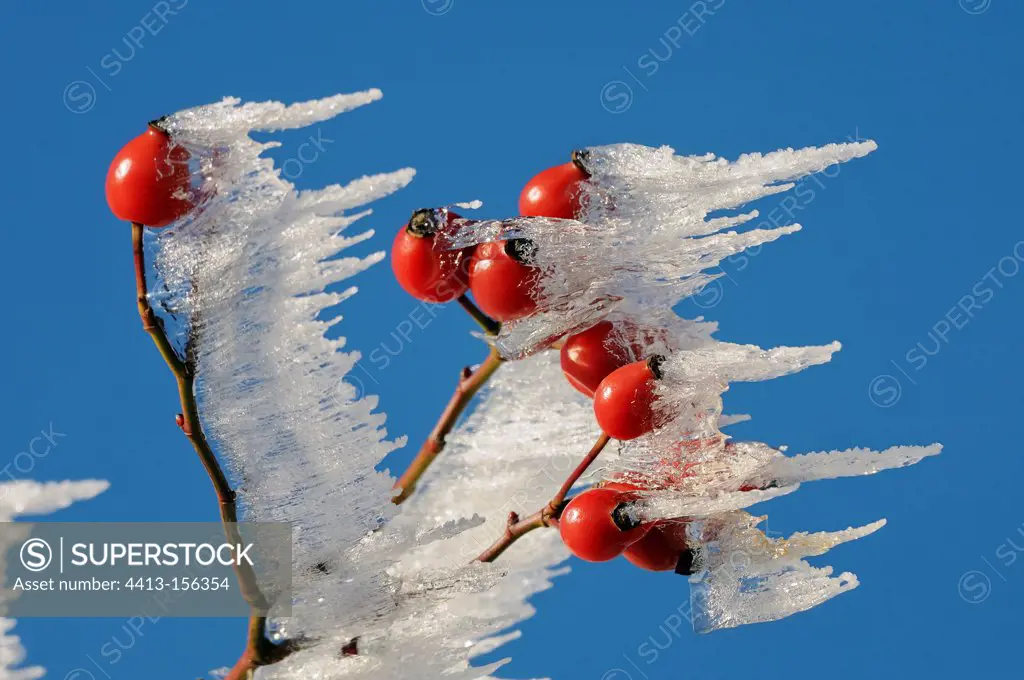 Rosehip frosted berries