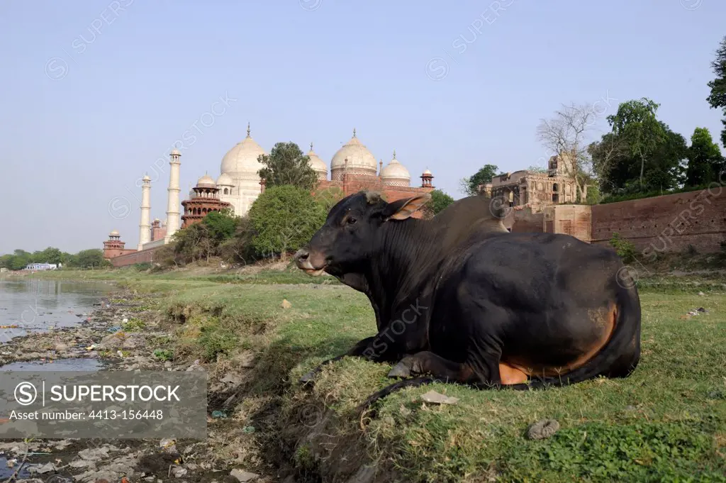Bull near the Taj Mahal in Agra India