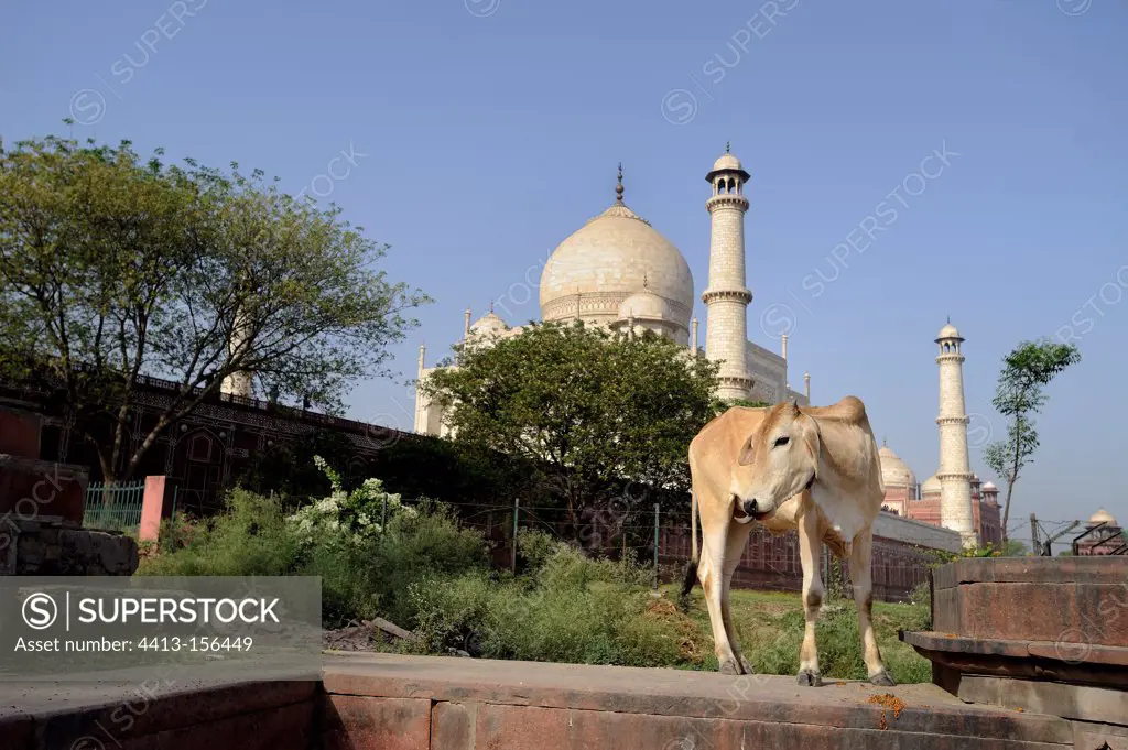 Cow near the Taj Mahal in Agra India