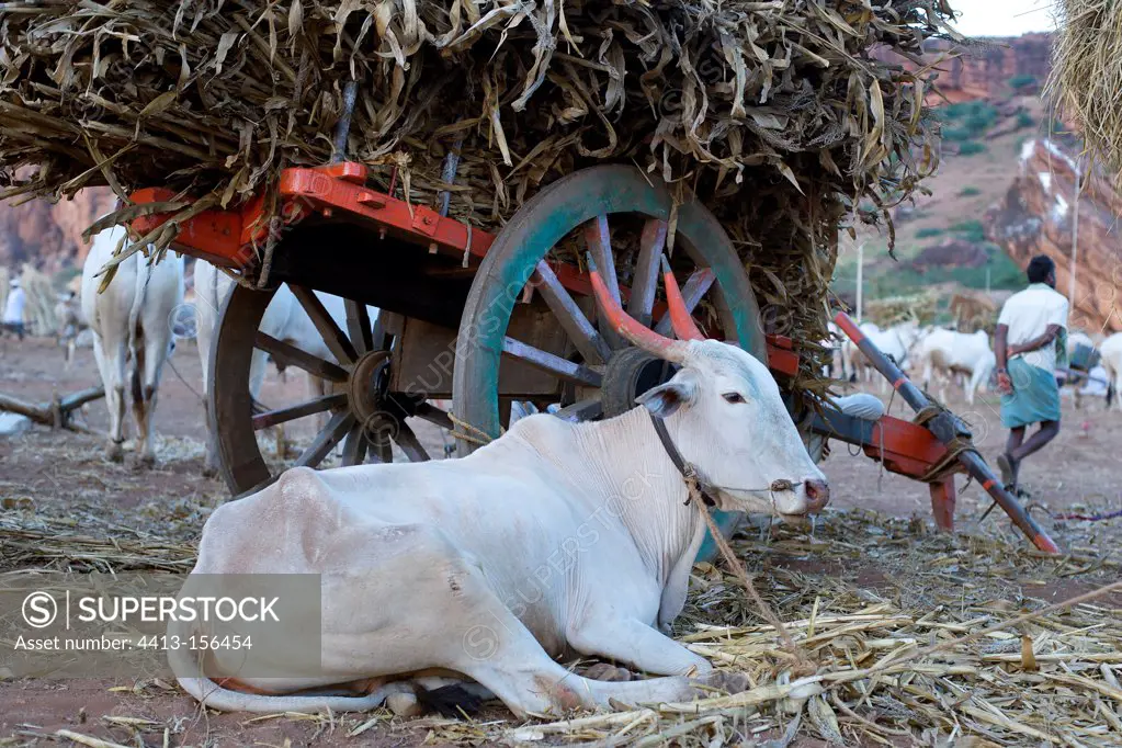 Cow lying near a cart in Badami India