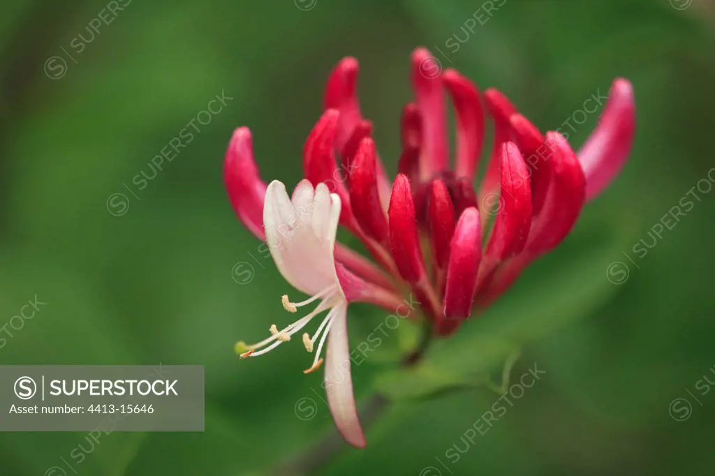 Flower of Honeysuckle Netherlands