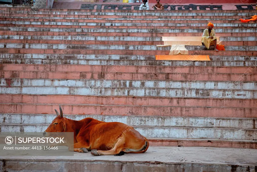 Cow lying at the foot of a staircase in Varanasi in India