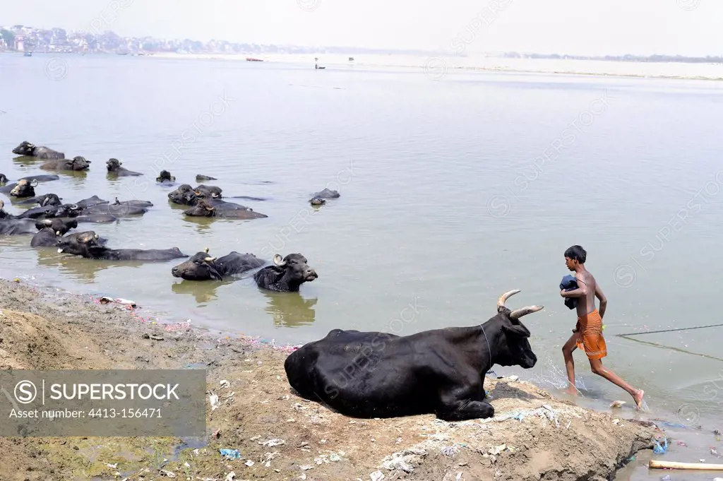 Herd of cows bathing in the Ganges India