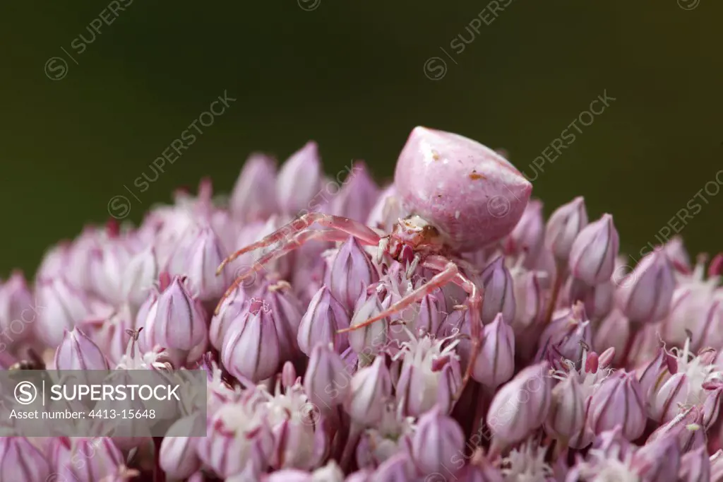 Female Crab spider on a flower Dordogne France