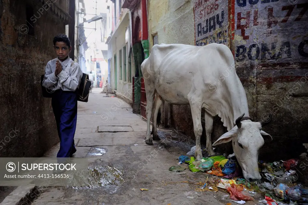 Children walking past a cow in the streets of Varanasi India