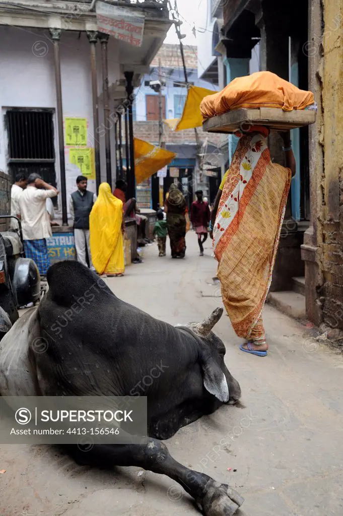 Women in saris from Varanasi near a cow in India
