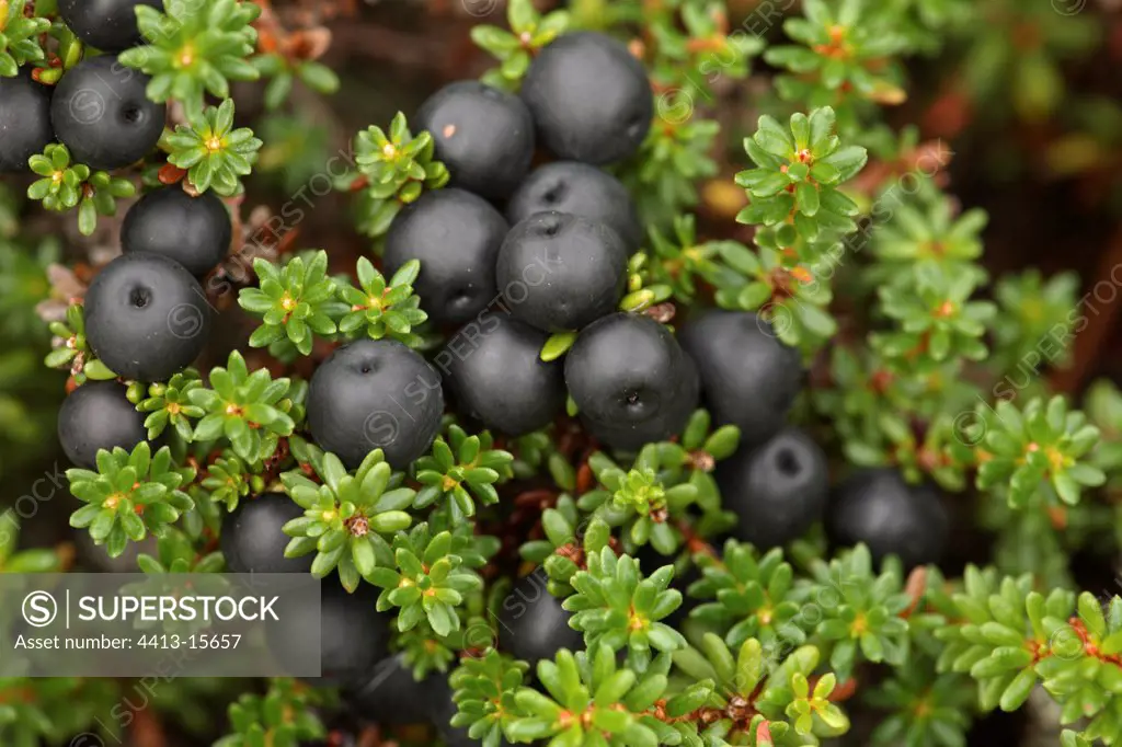 Ripe Black crowberries Sweden