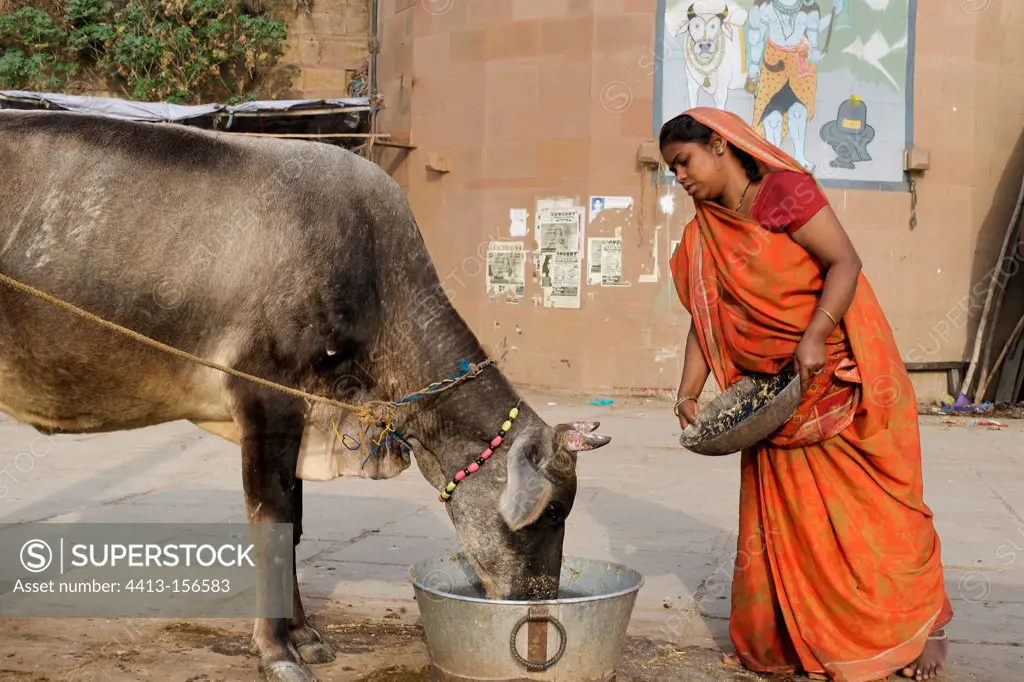 Woman eating a cow in a street Varanasi in India