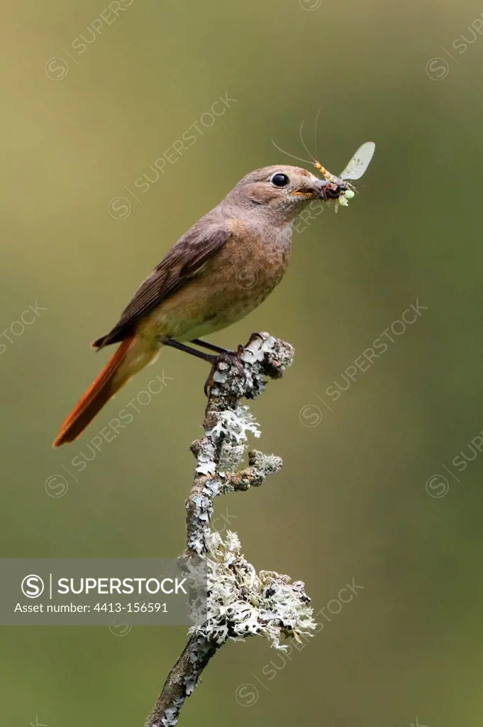 Female Redstart perched on a branch with a prey GB