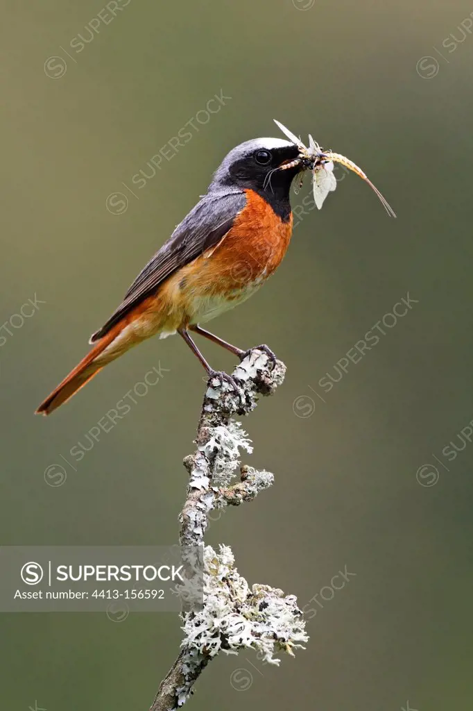 Male Redstart perched on a branch with a prey GB