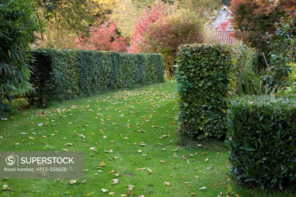 Hedges and topiaries in a garden in autumn