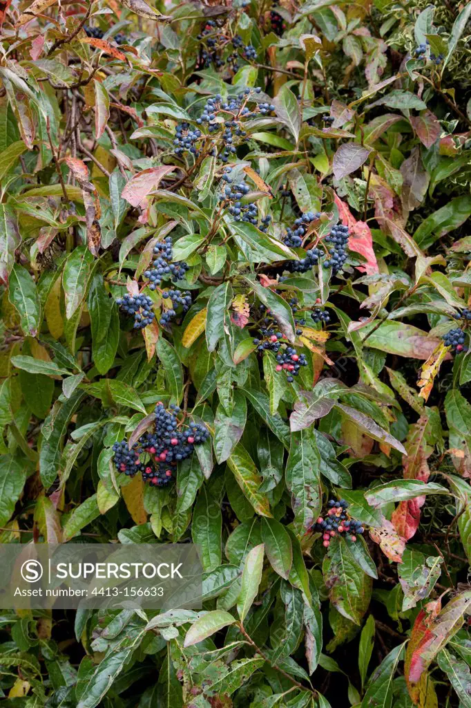 Possumhaw in fruit in a garden in autumn