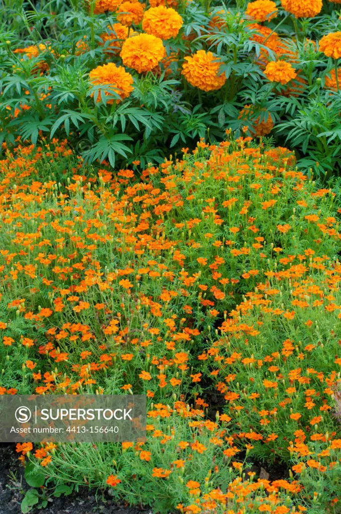 Signet marigolds 'Ornament' in bloom in a garden