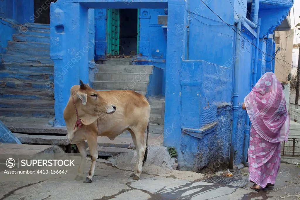 Cow and woman in a street of Jodhpur in India