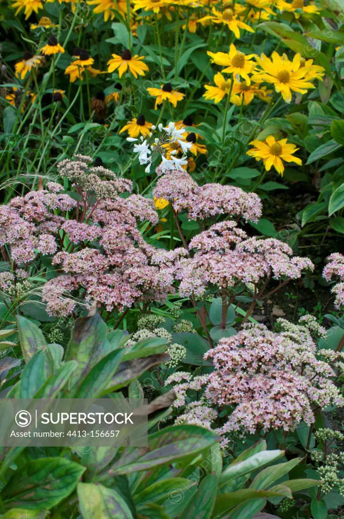 Stonecrop in bloom in a garden
