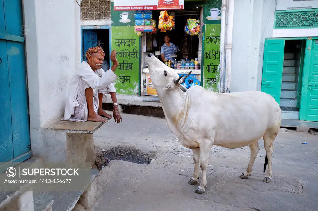 Bull in a street in Udaipur in India