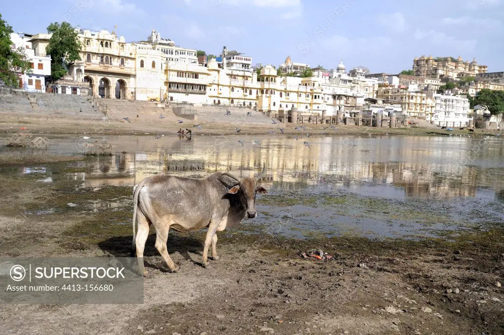 Cow in the city near a river in Udaipur India