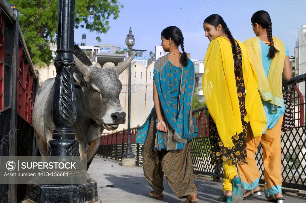 Women passing by a bull in Udaipur in India