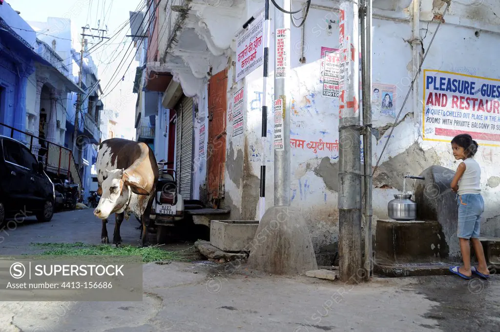 Cow and child in street Udaipur India