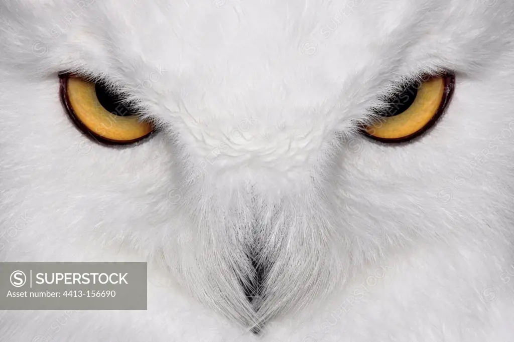 Close the eyes of a Snowy Owl France