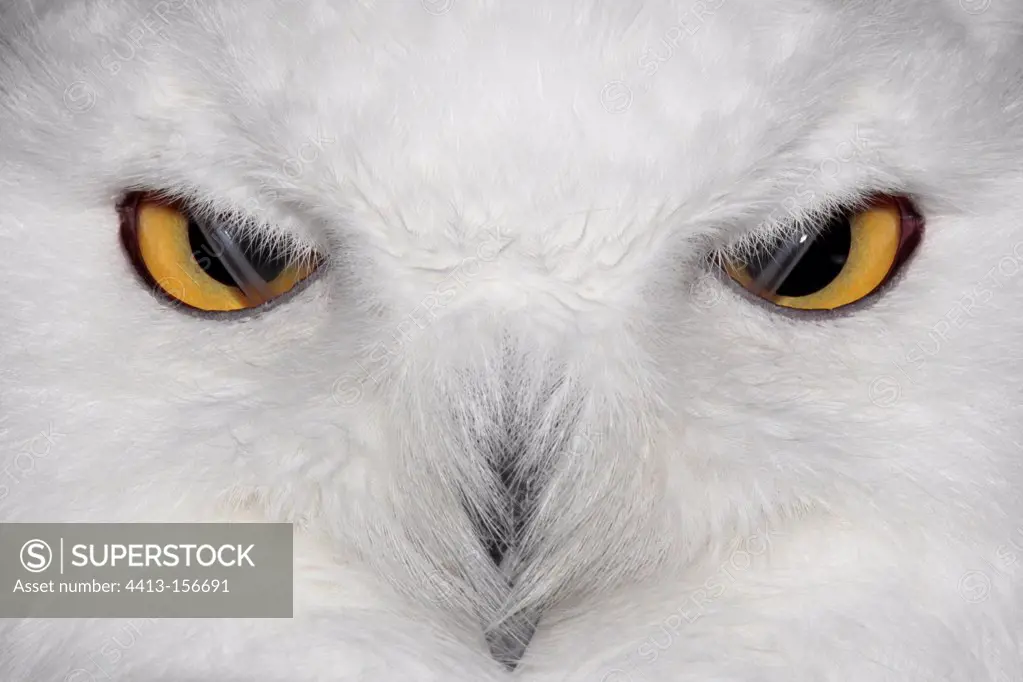 Close the eyes of a Snowy Owl France