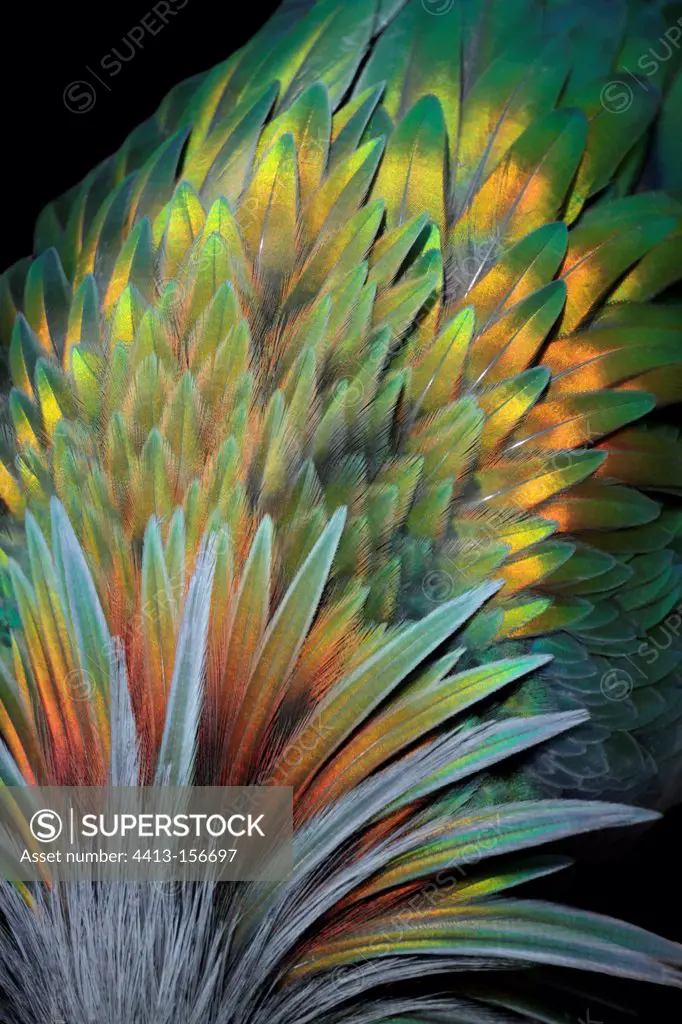 Detail of a feather a Nicobar pigeon